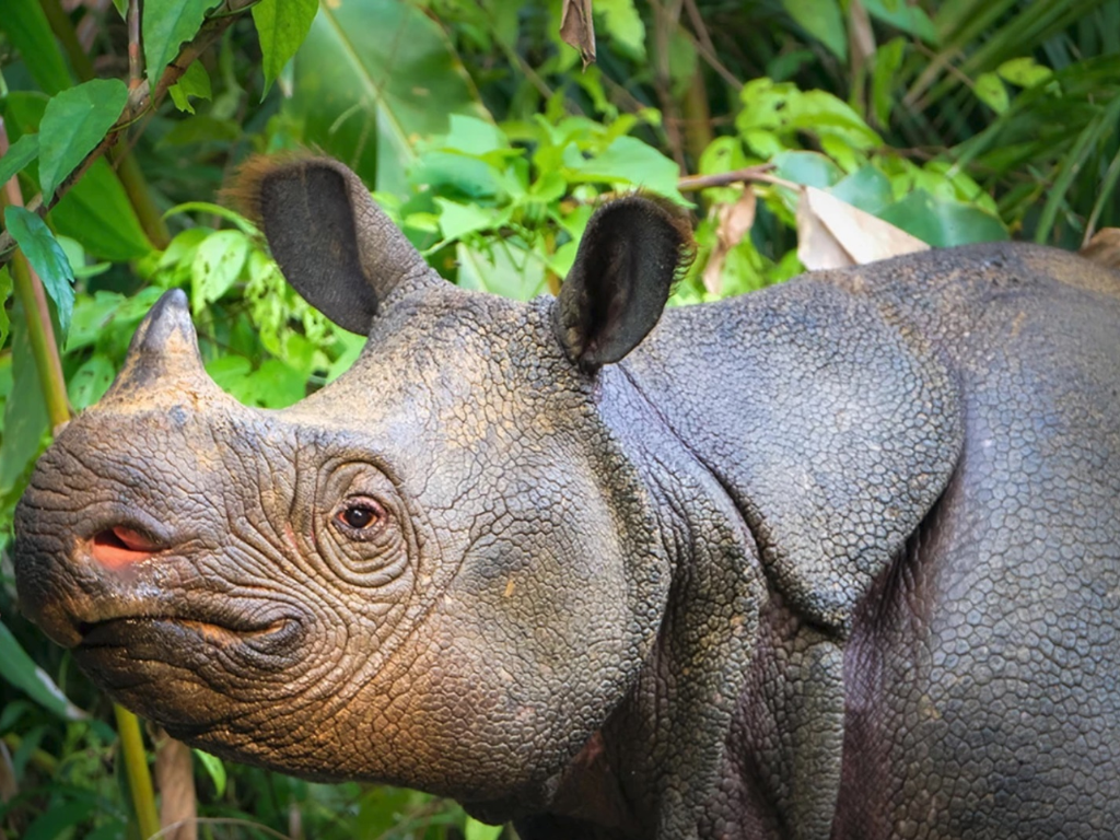 imagem de um rinoceronte
