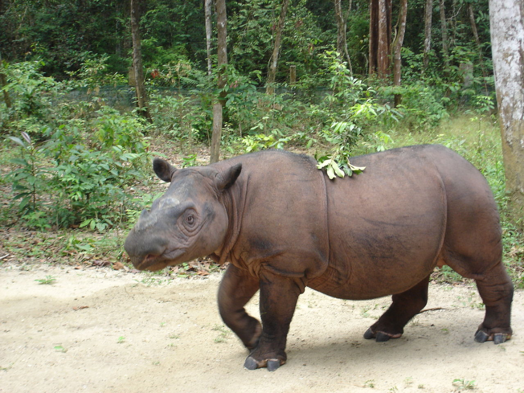 imagem de um rinoceronte