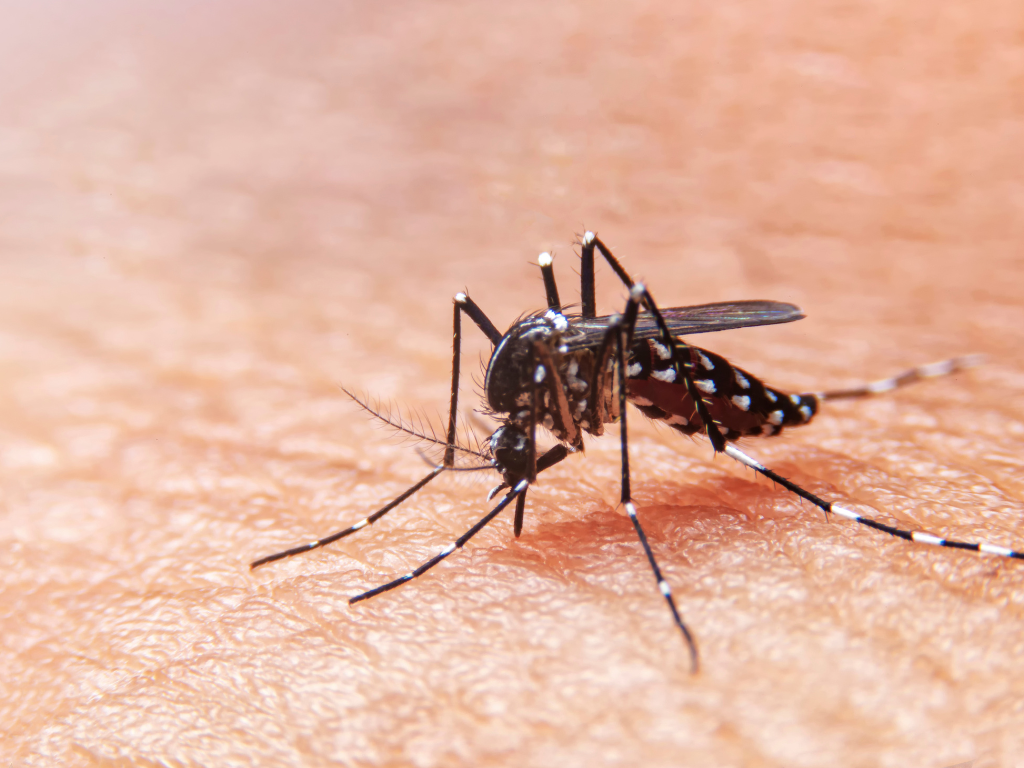 imagem ampliada de um mosquito da dengue picando a pele