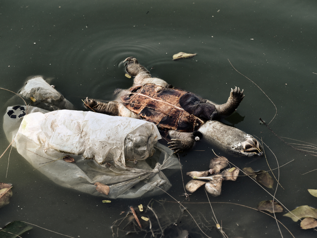 lago poluido com lixo e animais mortos