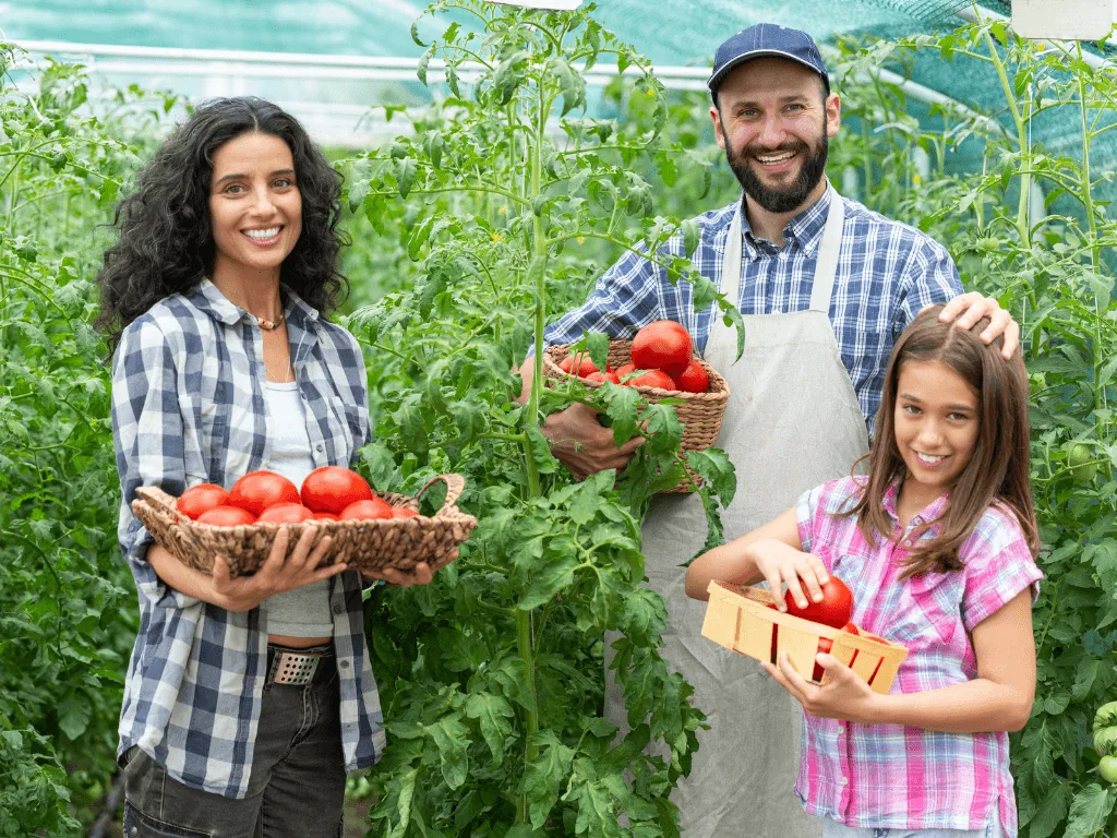 imagem de uma familia colhendo um pomar de tomates. A Integração da Agricultura Local e Familiar na alimentação escolar é a chave para a Agroecolgia