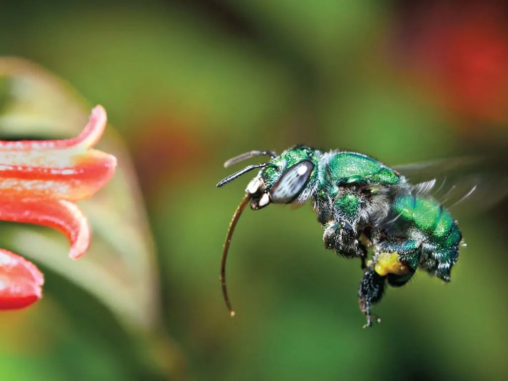 Desmatamento na Amazônia Ameaça Sobrevivência das Abelhas que Polinizam Orquídeas